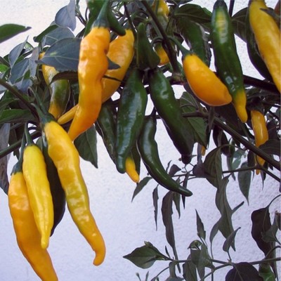 Aji Pineapple gelbe Chilli sehr ertragreiche Chili mit Ananas-Aroma