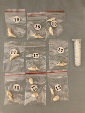 Various Vampire Fang Costume Teeth Pair Variety of Sizes