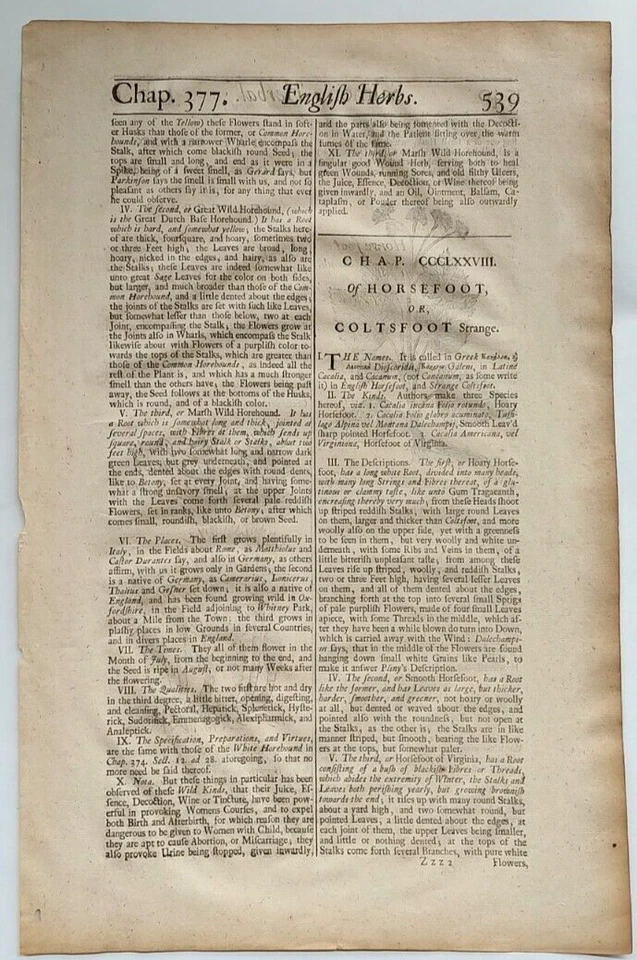 1710 English Herbal or History of Plants page w/ 2 orig, woodcuts Horsetail/foot - Image 4 of 4