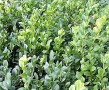 Buxus Sempervirens Evergreen Common Box Hedging And Topiary Bush | 9cm Pot