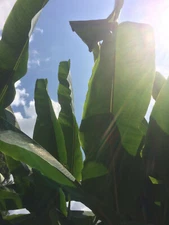 Cold Hardy North America Banana Tree [Beautiful,Fruiting,Permaculture,Organic]