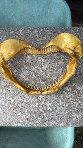 bocca di squalo diametro 30 cm