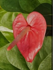 Anthurium Tropical Plant Plant Heart Shaped Leaves Red Flowers Easy Grower