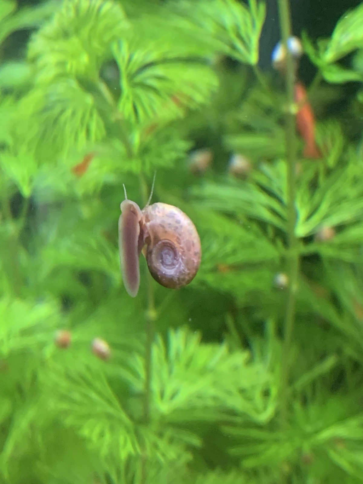 20 + 5 FREE Live Aquarium & Pond Snails Freshwater ( RAMSHORN ) Plus Stems Plant