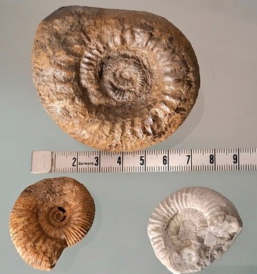 3 wunderschöne Ammoniten größter. 65 mm =  s. Bilder