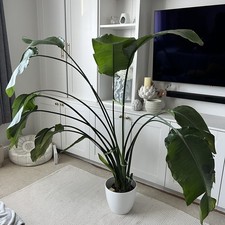Bird of Paradise - Indoor House Plant