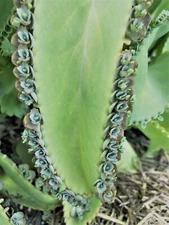 Kalanchoe Daigremontiana, Mother Of Thousands Succulent Babies ORGANIC
