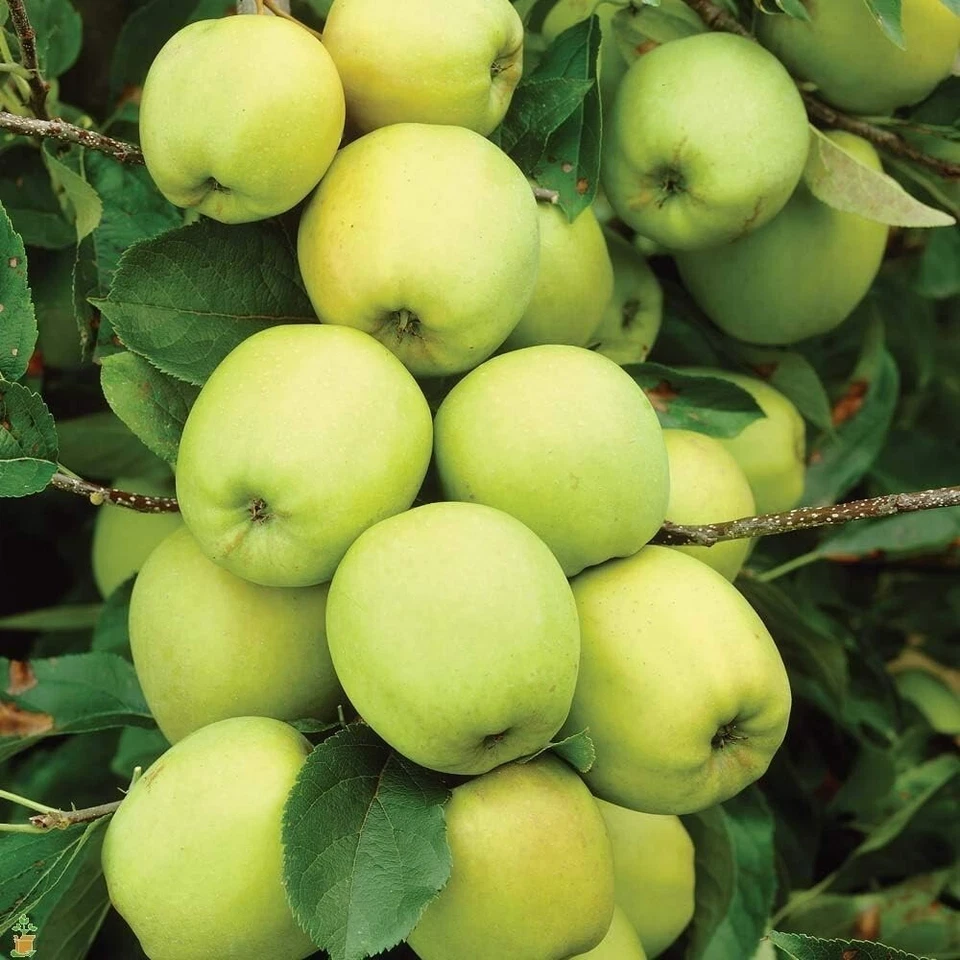 Apple Tree - Malus Golden Delicious - Patio Fruit Tree 2-4ft in 5 Litre Pot - Image 2 of 4
