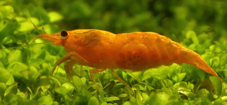 caridine e piante acquario: bacopa, Ceratophyllum, lymnophila, hydrocotyle foto 4