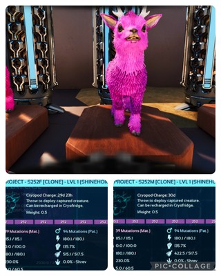 ark survival ascended pve SOLID ID252 LEVEL 1 BRUTING PAIR SHINEHORN CLONES