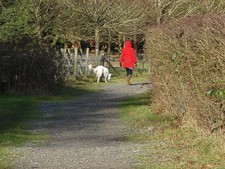 Photo A2 Winter walker Little Sandhurst A dog walker on the footpath bes c2015