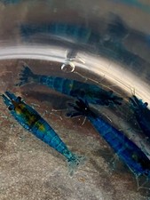 10 1 DOA Dream Blue Shrimp From Thailand Heat Pack Included