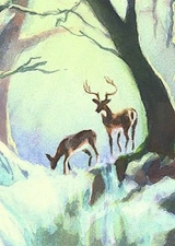 ACEO Limited Edition DEER CREEK by Sharon Sharpe!!!!