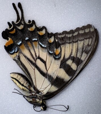 UB5 - TIGER SWALLOWTAIL - Papilio glaucus Female - Not A-1