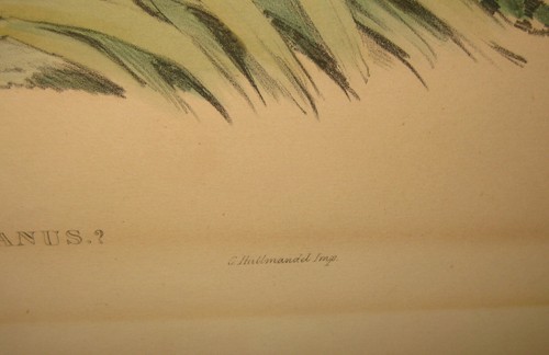 Litografía de aves original antigua John Gould ""ganso pigmeo algodón"" AUSTRALIA - Imagen 6 de 12