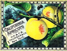 New York Thurber California Apricots Vintage Crate Label Art Print  