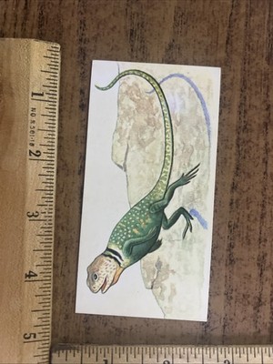 Vintage - 1962 - McGraw-Hill - RARE SIZE - Reptile ID CARD - Collard Lizard
