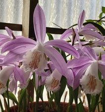 Pleione formosana 'Palo Alto' - Rare Deciduous Orchid - Beautiful Flowers