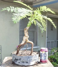 Bonsai Blue Jacaranda Pre Bonsai Dwarf Fat Truck Nice Nebari Purple Flowers