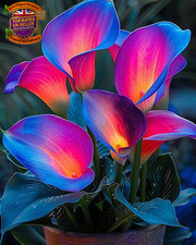 Calla Lily Plants for Sale,Good for Containers,Calla Lily Mix,Golden Jade Carvi