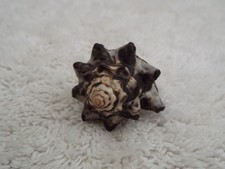 Sea Shell Size 5.5 Ring