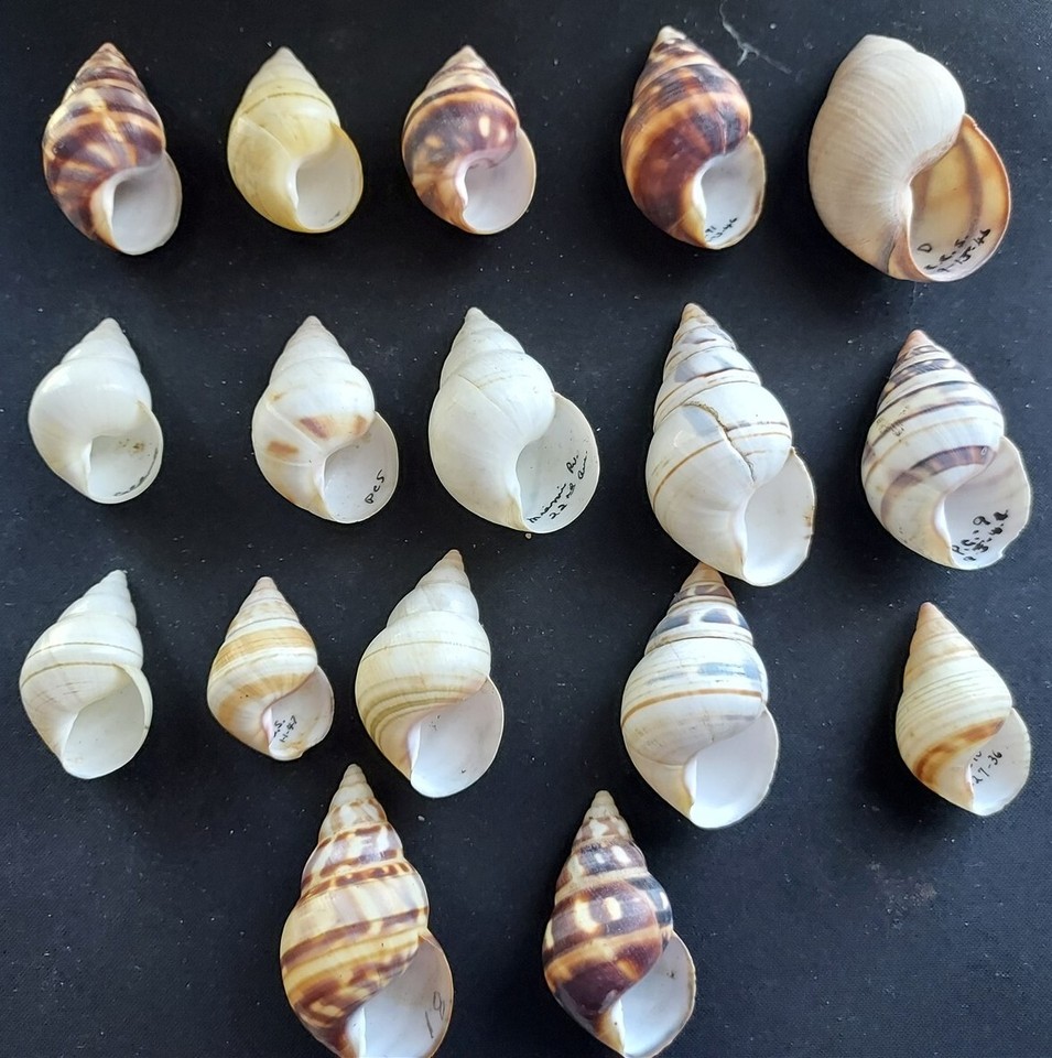 #9300 Beautiful lot of 17 diff. types of Liguus approx 31-53mm land ...