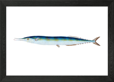 Salvelian Charr Salmo Framed Wall Art Poster Canvas Print Picture