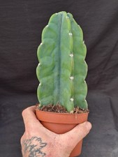 Cereus jamacaru f. inermis "Cuddly cactus" PLANT ebay-H032