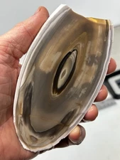 Polish Flint slab w Orbs Cabbing Lapidary Combo Ship Avail