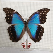 Morpho for sale | eBay