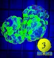 BEC Toxic Green Splatter Hammer (Double heads) Euphyllia WYSIWYG Live Coral Frag