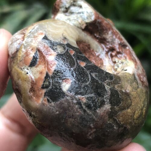 77G INCREÍBLE PERMIAN ENTERO 3 COLORES SUTURA AMONITA FÓSIL CALCITA MOLUSCO - Imagen 11 de 15