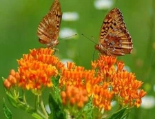 BUTTERFLY WEED  25 FRESH SEEDS FREE USA SHIPPING MILKWEED ASCLEPIAS TUBEROSA
