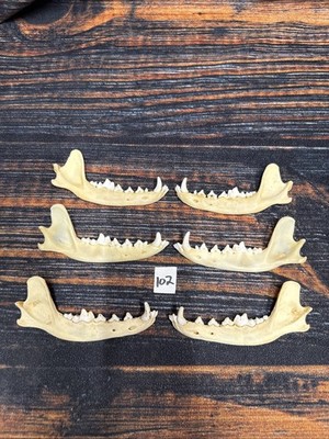 6 Real Coyote Jaws Man cave Western Craft Unique Gift Art Knife Handle Halloween