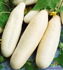 25+ White Wonder Cucumber Seeds for Garden Planting - USA - FREE SHIPPING!