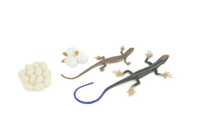 Blue-Tailed Skink Life Cycle, 4 Piece Toy Set Realistic Model 5'' CH803 BB188