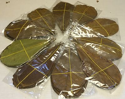 Seemandelbaumblätter 60 Stück XL 15-20cm / Premium Catappa Leaves Blitzversand 