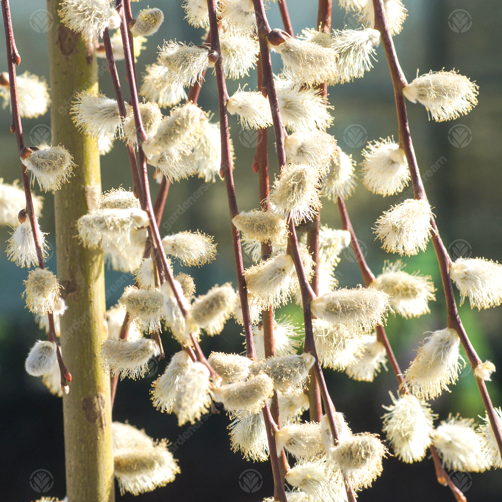 Salix caprea 'Pendula' | Kilmarnock Willow Tree | Ornamental Tree | 150cm