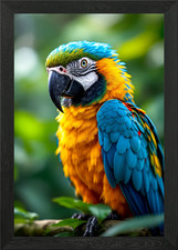 Blue and Gold Macaw Framed Wall Art Poster Canvas Print Picture