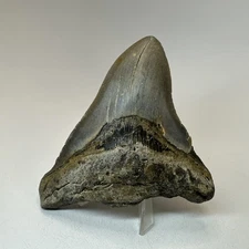 Megalodon Shark Tooth 4.22 Inch - Unique - Wide Fossil - Authentic Teeth 19922