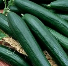 Cucumber Seed: Armenian Dark Cucumber Seeds  Fresh Seed