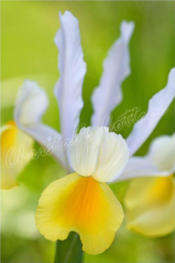 25 YELLOW DUTCH IRIS SYMPHONY AUTUMN GARDENING BULB CORM SPRING SUMMER