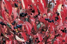 Nannyberry, Viburnum lentago, Seeds (Showy, Fall Color, Hardy, Edible, Fast)