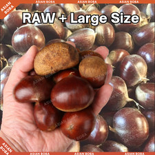 Fresh Raw Large size Chestnuts - FAST SHIPPIN...