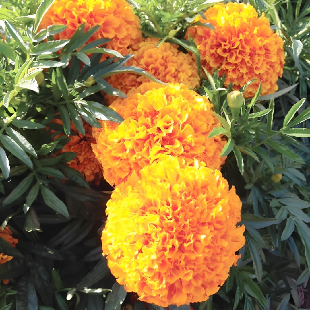 200+ Cracker Jack Mix / CrackerJack Mix Marigold Seeds | Non-GMO |