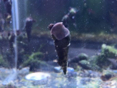 Brackish Water Macro Algae Chaeto + 5 Malaysian Trumpet Snails - Live Package For Opae Ula Tanks
