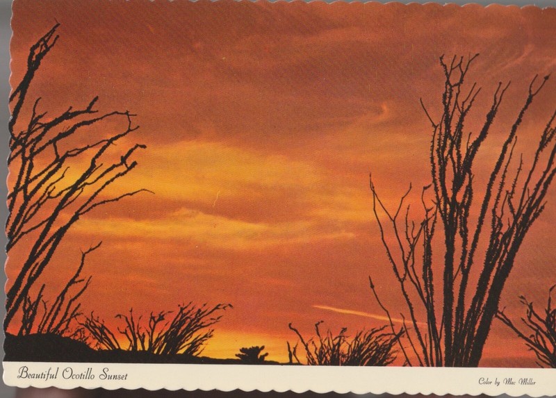 Unposted Postcard "Beautiful Ocotillo Sunset, Arizona and New Mexico"