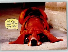 Hushpuppies - I Have Zero Goat Dog - 12093209
