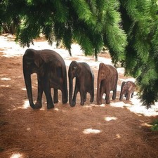 4er Set Elefanten Handgeschnitzt – Massivholz (Ebenholz-Optik) – Konvolut