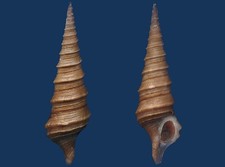 Shell Turris cryptorraphe Seashell